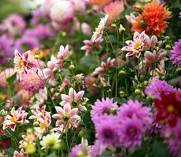 Photos of the flowers at The New Forest Show.