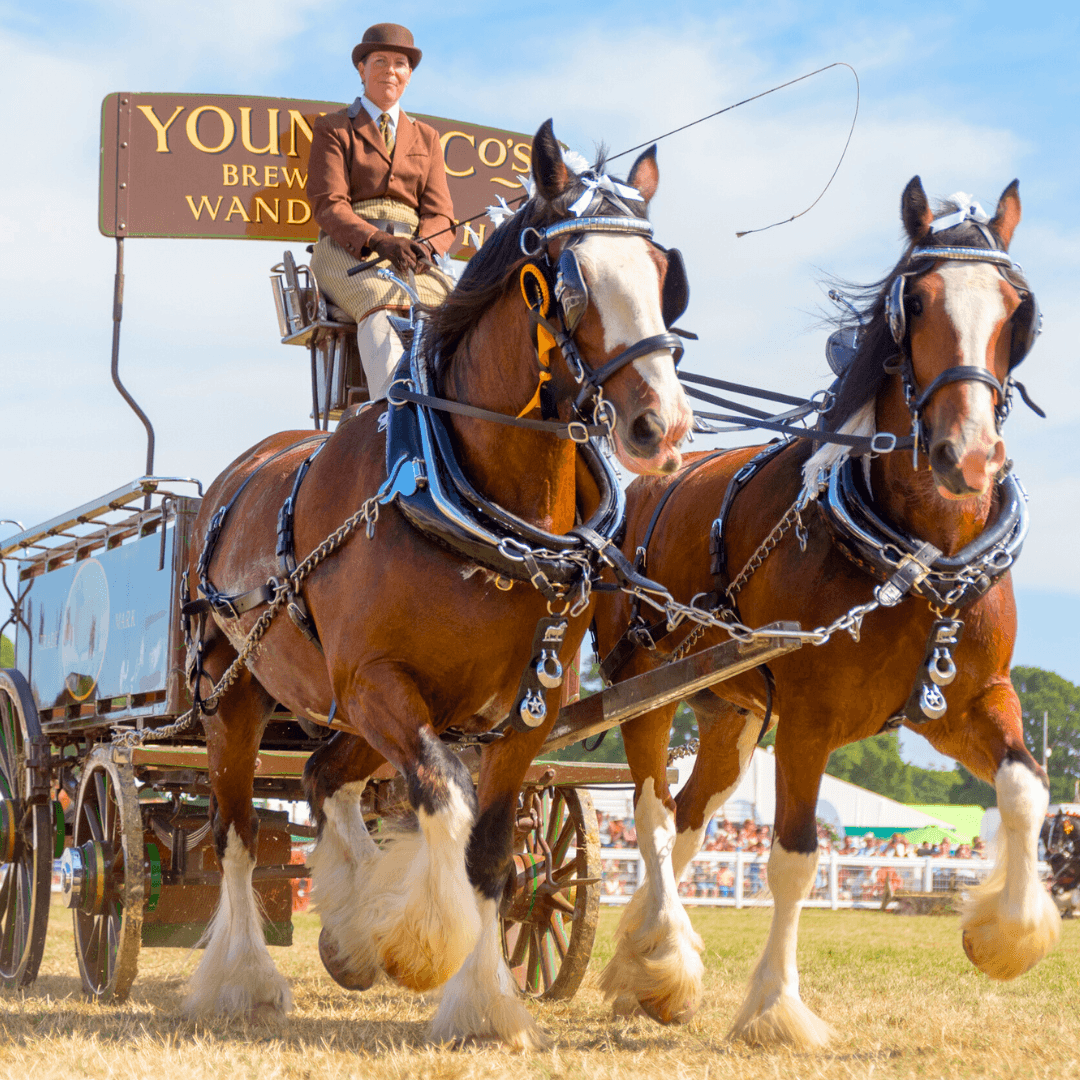 An action-packed schedule! – New Forest Show 2023