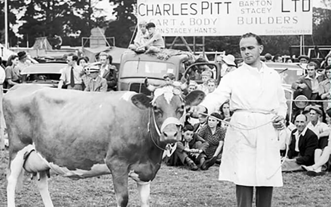 Photo of a cow at The New Forest Show.