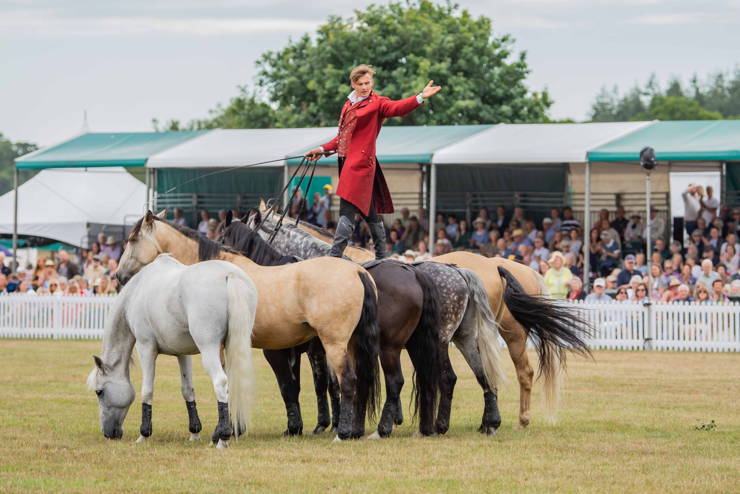 What's On Attractions and Activities at New Forest Show