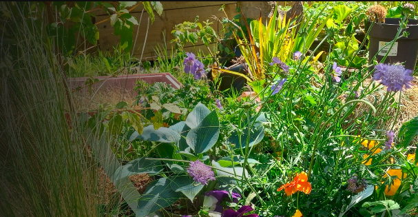 Discover the Brighterway Incredible Edible Garden
