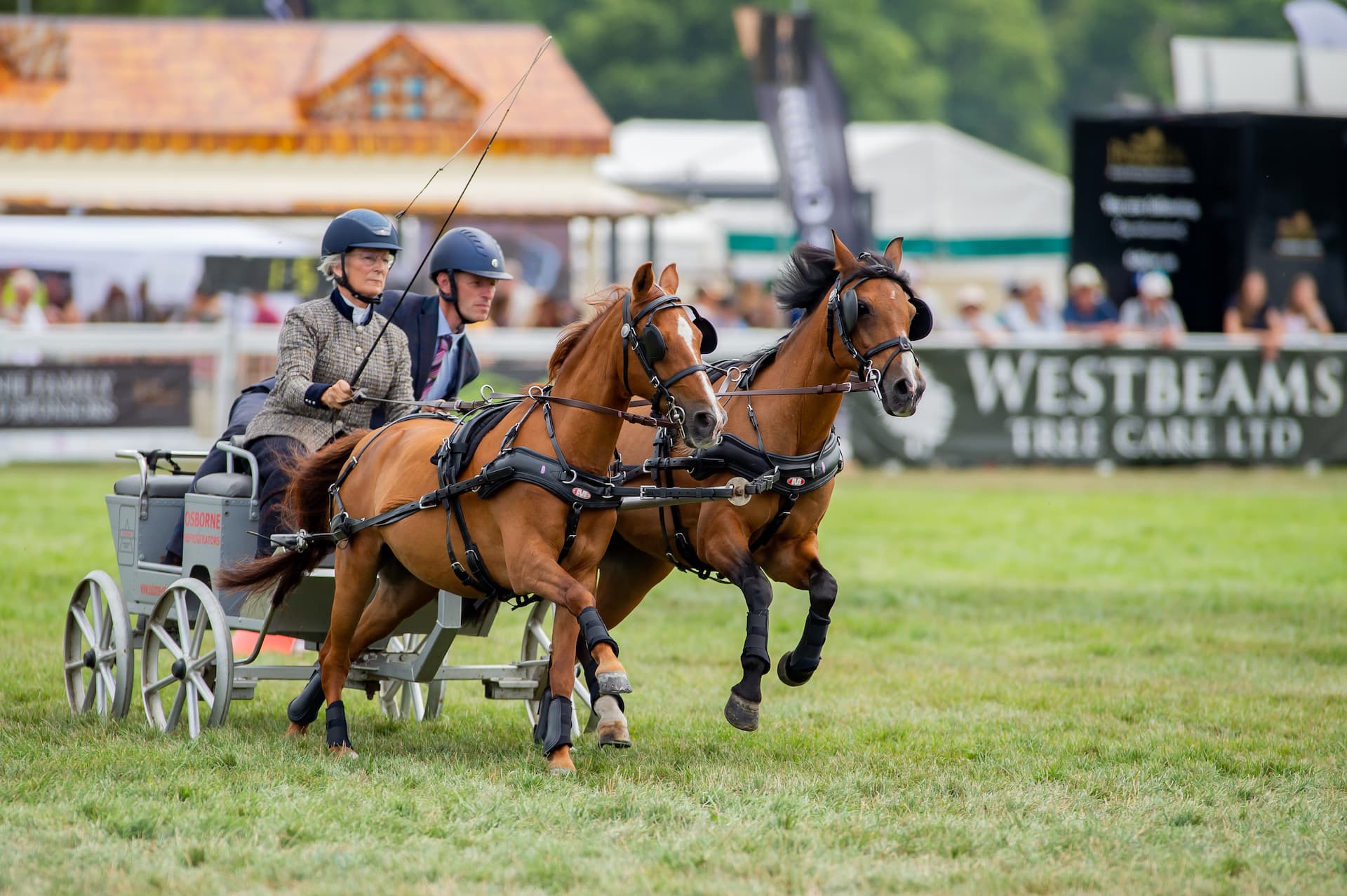 Scurry driving in the main ring at the New Forest Show