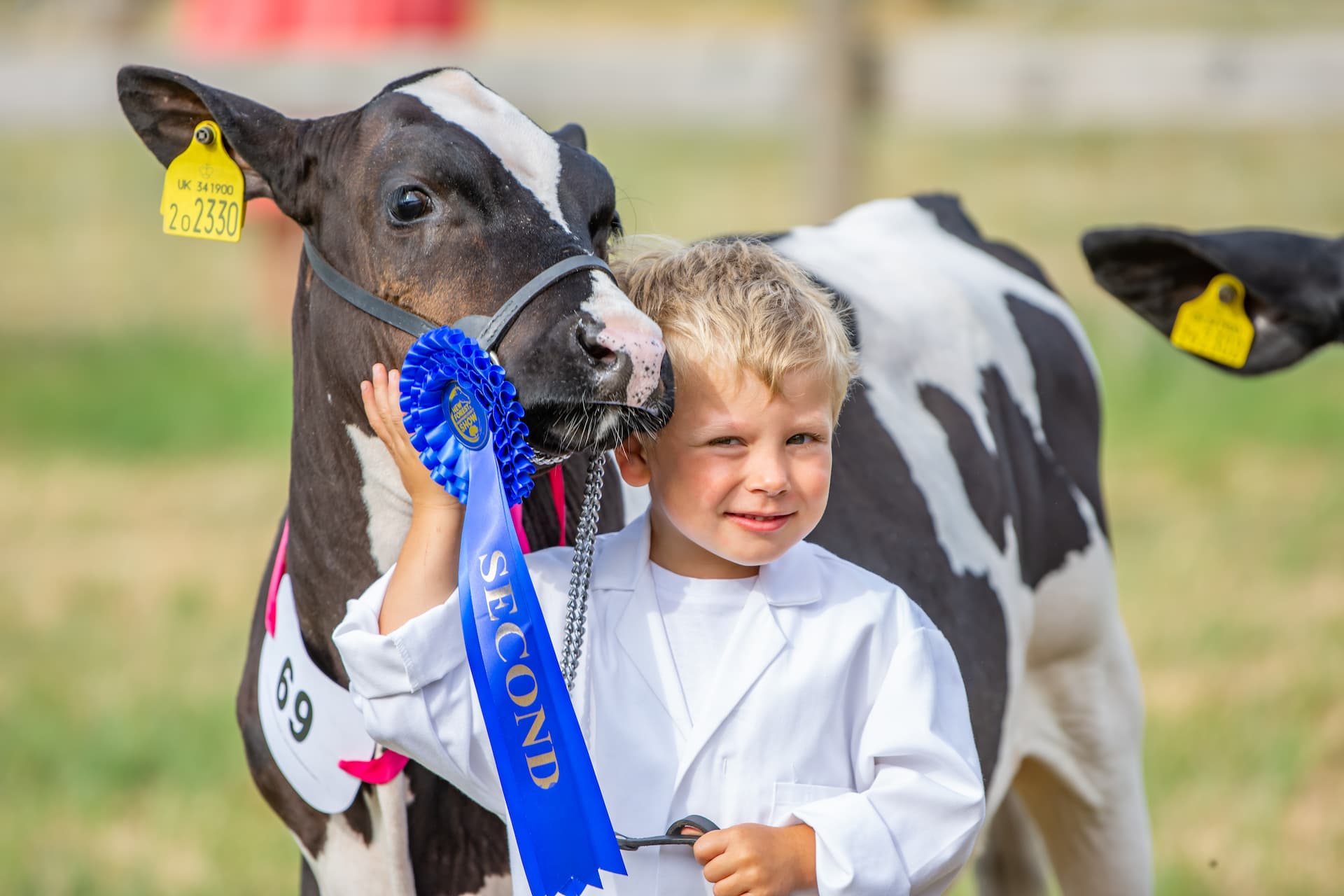 Cattle rings at the New Forest Show