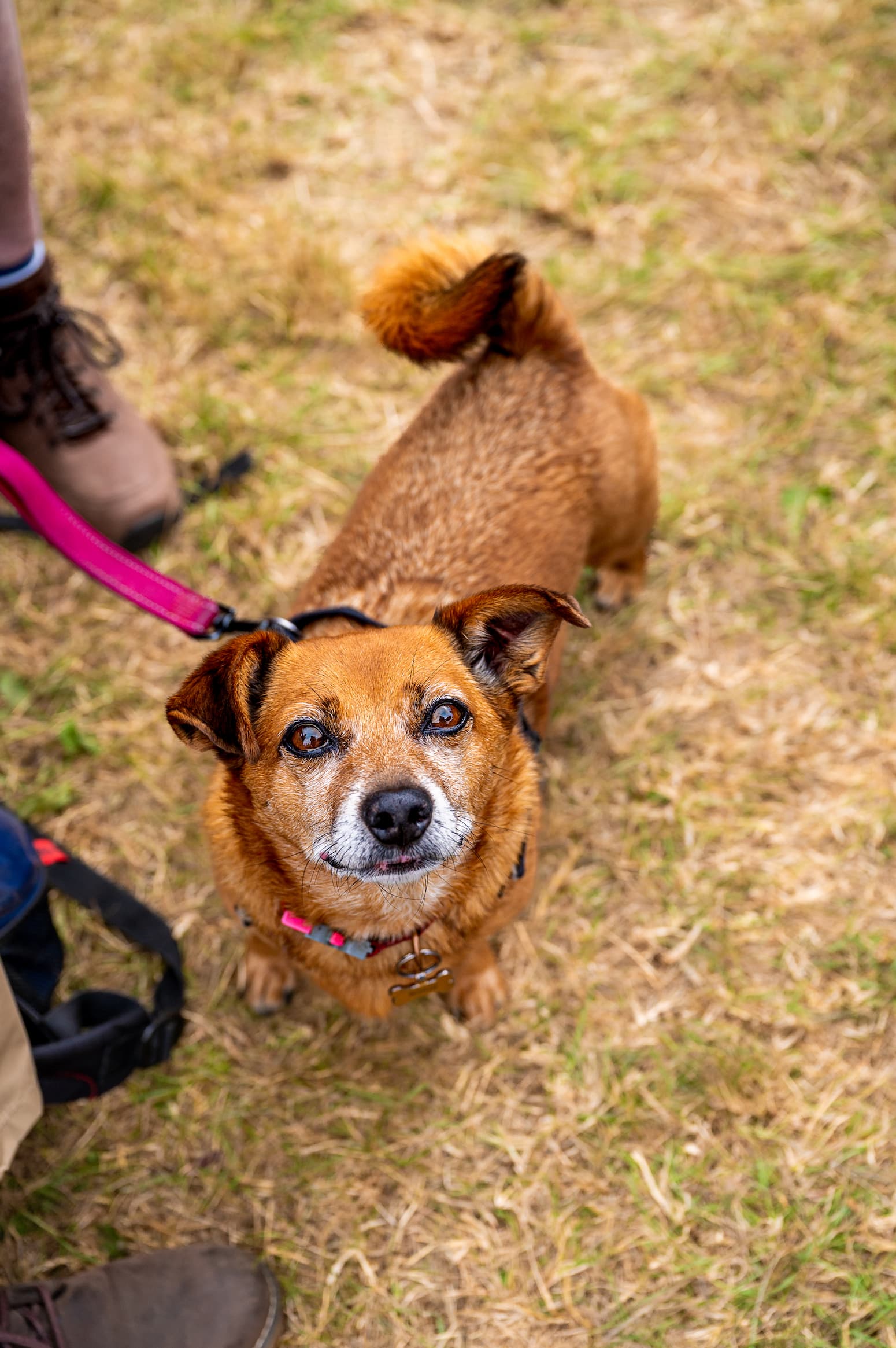 Can I bring my dog to the New Forest Show?