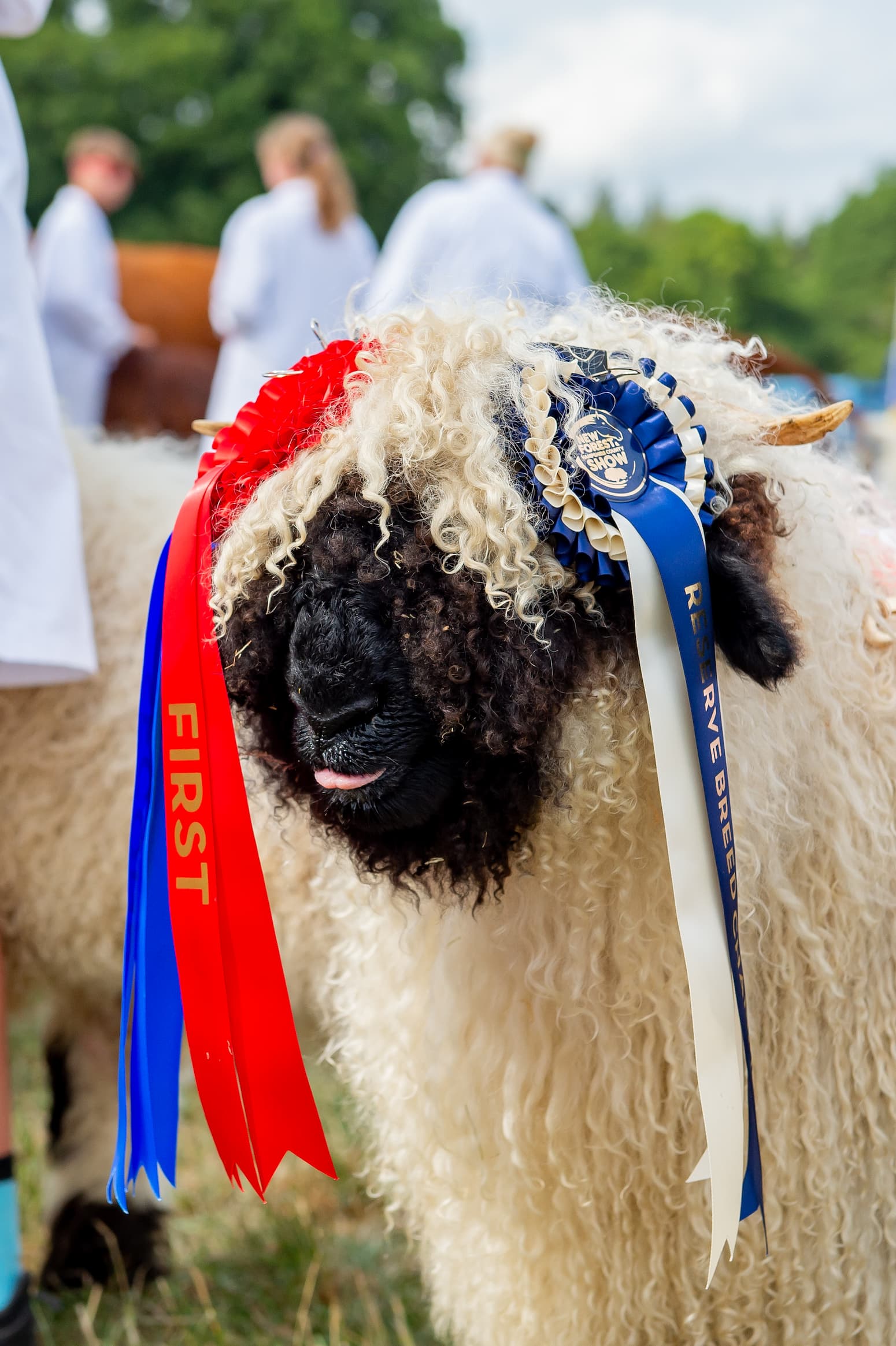 How Livestock Judging Works: A Beginner’s Guide